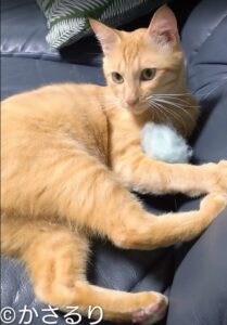 お気に入りの毛玉とツーショット❤